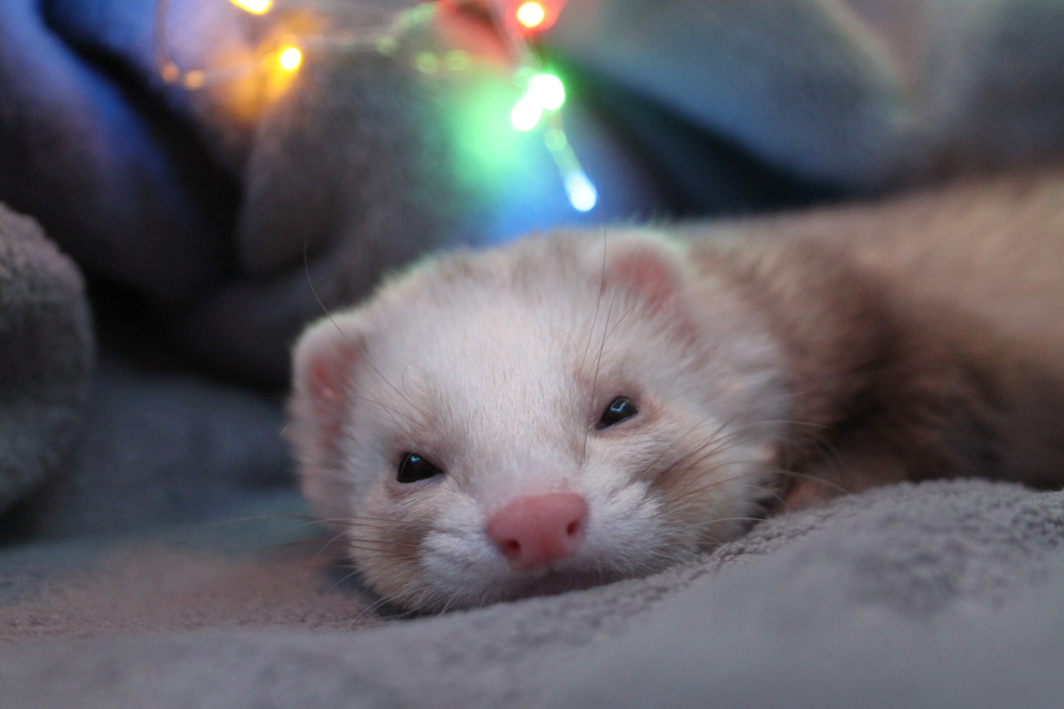 Champagne ferret